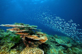   Table Coral City flat fishy dive site Wakatobi Sulawesi Indonesia. Photographed just after submerging shallows. Indonesia shallows  